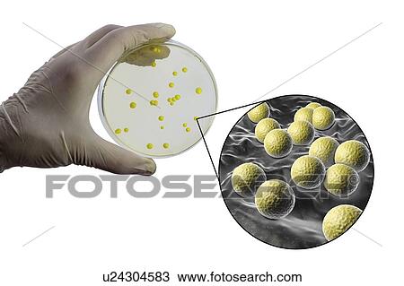 Micrococcus luteus bacteria, composite image View Large Photo Image Stock Image - Micrococcus luteus bacteria, composite image. Fotosearch
