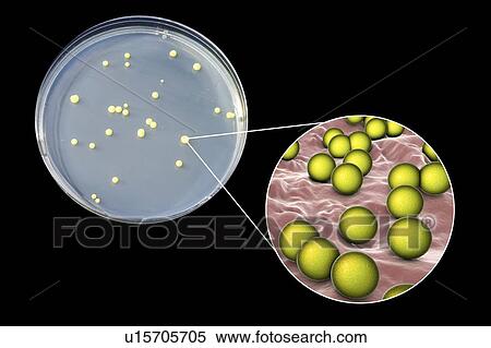 Micrococcus luteus bacteria, composite image View Large Photo Image Stock Photography - Micrococcus luteus bacteria, composite image. Fotosearch