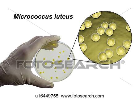 Stock Photography - Micrococcus luteus bacteria, composite image. Fotosearch