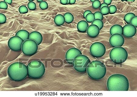 Picture - Micrococcus luteus bacteria, illustration. Fotosearch