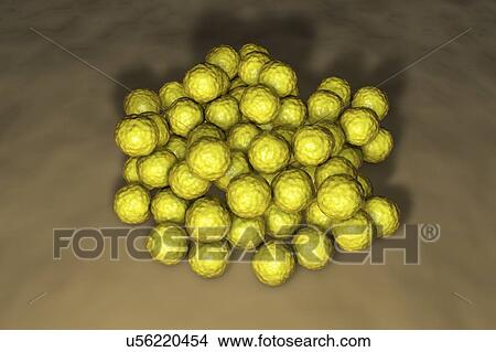 Picture - Micrococcus luteus bacteria, illustration. Fotosearch