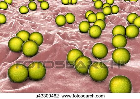 Stock Image - Micrococcus luteus bacteria, illustration. Fotosearch