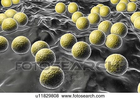 Micrococcus luteus bacteria, illustration View Large Photo Image Stock Photo - Micrococcus luteus bacteria, illustration. Fotosearch