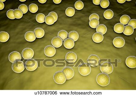 Micrococcus luteus bacteria, illustration View Large Photo Image Stock Photograph - Micrococcus luteus bacteria, illustration. Fotosearch