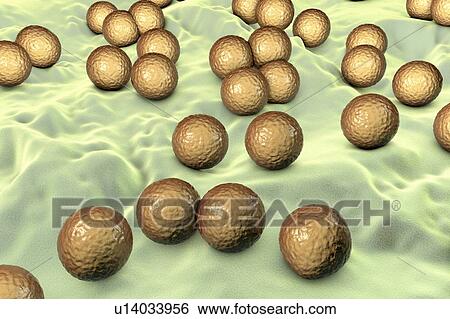 Micrococcus luteus bacteria, illustration View Large Photo Image Stock Photograph - Micrococcus luteus bacteria, illustration. Fotosearch