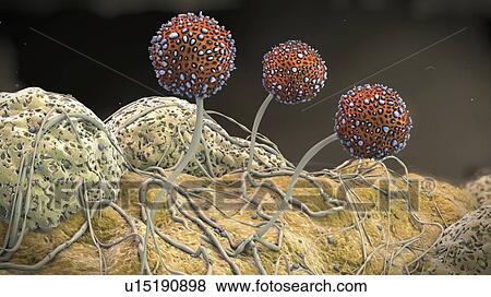 Stock Photo - Mildew, illustration. Fotosearch