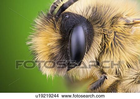 Picture - Mining bee head. Fotosearch