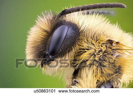 Stock Image - Mining bee head. Fotosearch