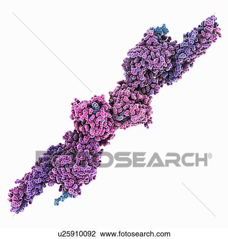 Stock Image - Molecular model of the blood clotting protein fibrin bound to two peptides.. Fotosearch