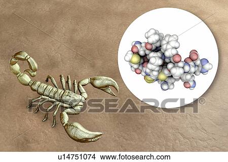 Picture - Molecule of scorpion chlorotoxin, composite image. Fotosearch