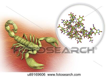 Molecule of scorpion chlorotoxin, composite image View Large Photo Image Stock Photograph - Molecule of scorpion chlorotoxin, composite image. Fotosearch