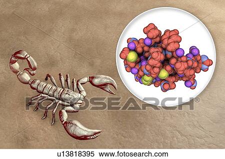 Molecule of scorpion chlorotoxin, composite image View Large Photo Image Stock Photography - Molecule of scorpion chlorotoxin, composite image. Fotosearch