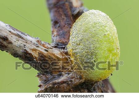 Moth larva sac View Large Photo Image Stock Photograph - Moth larva sac. Fotosearch