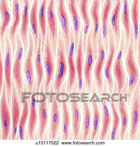Stock Image - Muscle cells, illustration. Fotosearch