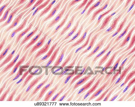 Stock Photo - Muscle cells, illustration. Fotosearch