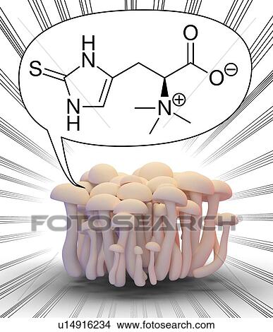 Mushrooms with ergothioneine molecule, illustration View Large Photo Image Picture - Mushrooms with ergothioneine molecule, illustration. Fotosearch