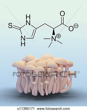 Stock Image - Mushrooms with ergothioneine molecule, illustration. Fotosearch