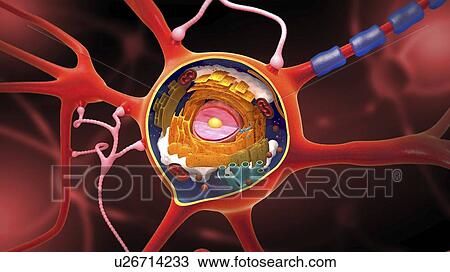 Stock Image - Nerve cell, illustration. Fotosearch