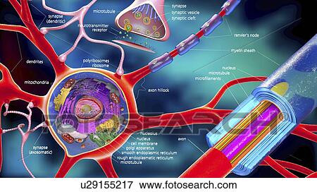 Stock Photo - Nerve cell, illustration. Fotosearch