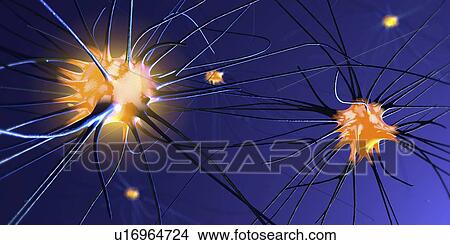 Nerve cells, illustration View Large Photo Image Picture - Nerve cells, illustration. Fotosearch
