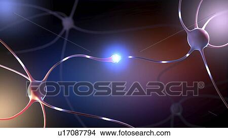 Nerve cells, illustration View Large Photo Image Picture - Nerve cells, illustration. Fotosearch