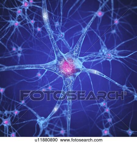 Stock Image - Nerve cells, illustration. Fotosearch