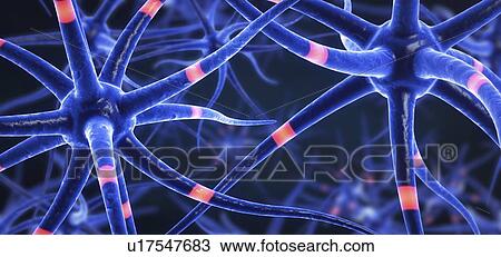 Stock Image - Nerve cells, illustration. Fotosearch
