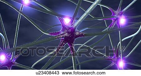 Stock Image - Nerve cells, illustration. Fotosearch