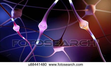 Nerve cells, illustration View Large Photo Image Stock Image - Nerve cells, illustration. Fotosearch