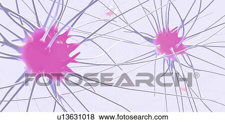 Stock Photo - Nerve cells, illustration. Fotosearch