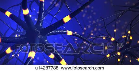 Stock Photo - Nerve cells, illustration. Fotosearch