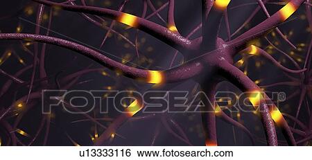 Stock Photograph - Nerve cells, illustration. Fotosearch