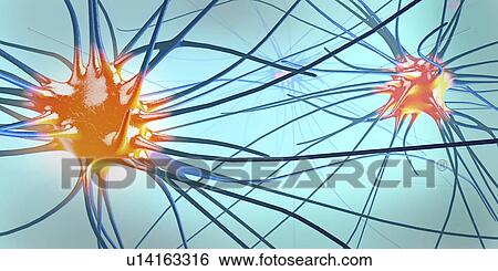 Stock Photograph - Nerve cells, illustration. Fotosearch