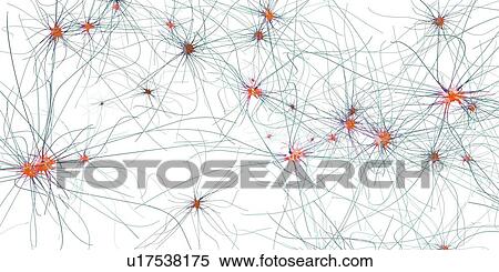 Stock Photography - Nerve cells, illustration. Fotosearch