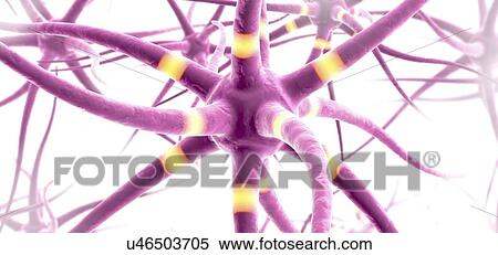 Stock Photography - Nerve cells, illustration. Fotosearch