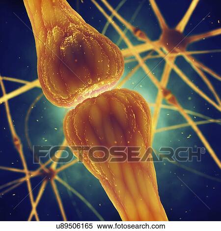 Nerve cells, illustration View Large Photo Image Stock Photography - Nerve cells, illustration. Fotosearch