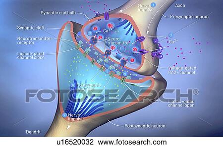 Nerve synapse, illustration View Large Photo Image Stock Image - Nerve synapse, illustration. Fotosearch