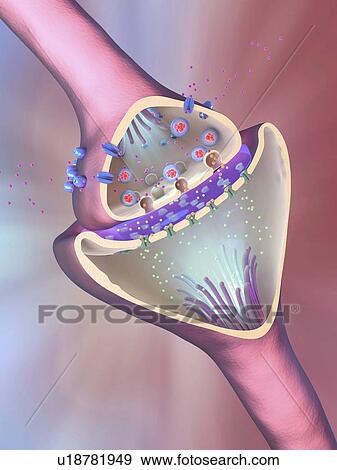 Nerve synapse, illustration View Large Photo Image Stock Photo - Nerve synapse, illustration. Fotosearch