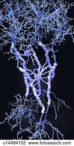 Stock Image - Neurons and myelin sheaths, illustration. Fotosearch