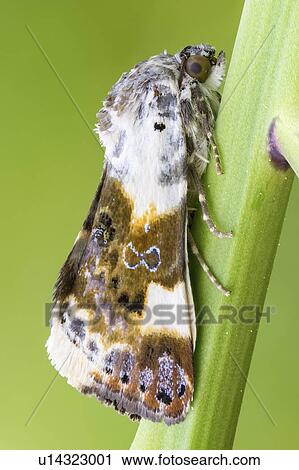 Stock Image - Noctuid moth. Fotosearch