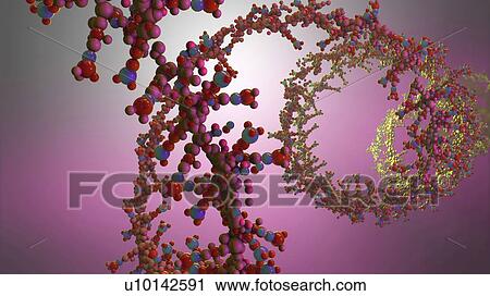 Stock Image - Nucleic acid, illustration. Fotosearch