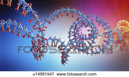 Stock Photo - Nucleic acid, illustration. Fotosearch