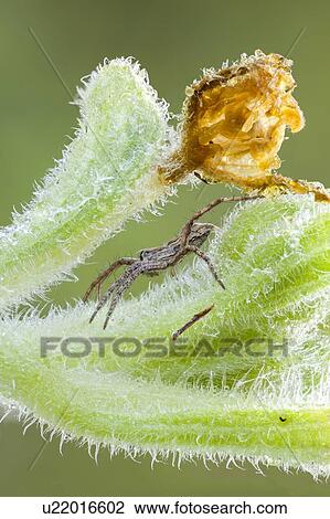 Stock Image - Nursery web spider. Fotosearch