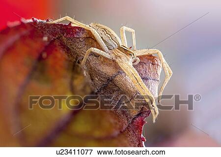 Nursery web spider View Large Photo Image Stock Photo - Nursery web spider. Fotosearch