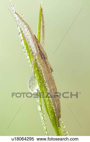 Nursery web spider View Large Photo Image Stock Photography - Nursery web spider. Fotosearch