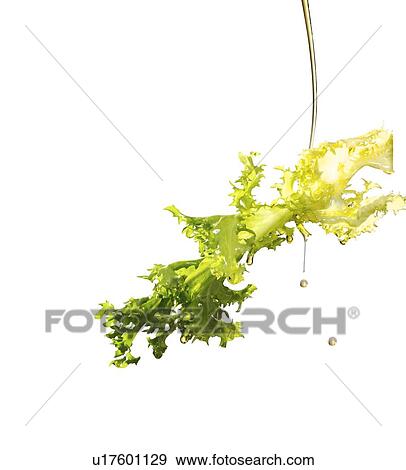 Oil pouring on frisee lettuce leaf View Large Photo Image Stock Photo - Oil pouring on frisee lettuce leaf. Fotosearch