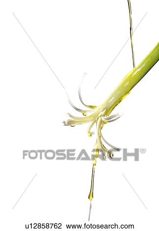 Stock Image - Oil pouring on spring onion. Fotosearch