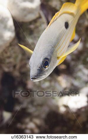 Stock Image - One spot snapper. Fotosearch