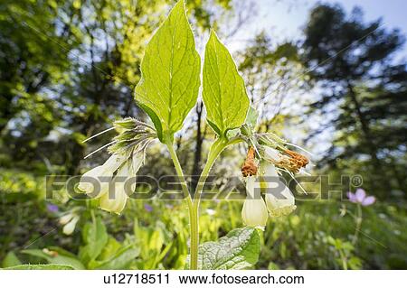 Stock Image - Onosma flowers. Fotosearch