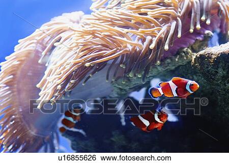 Stock Photograph - Orange clownfish. Fotosearch